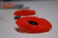 MAKE YOUR POPPY STAY